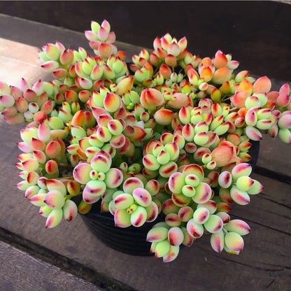 Rare Cotyledon pendens | unique Succulents | Mini succulent rooted and potted | Completely established plant