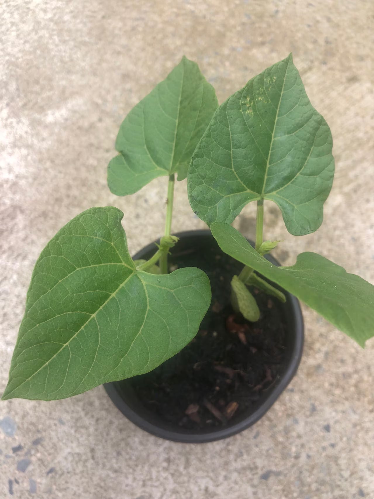 2 green beans plants in a 4" pot/ organic /vine Two options: green bean/ Rattlesnake Bean