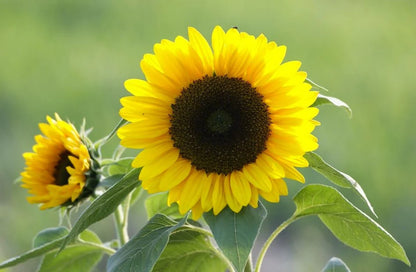 Pro Cut Lemon Sunflower Seeds, Helianthus Annuum HA1120