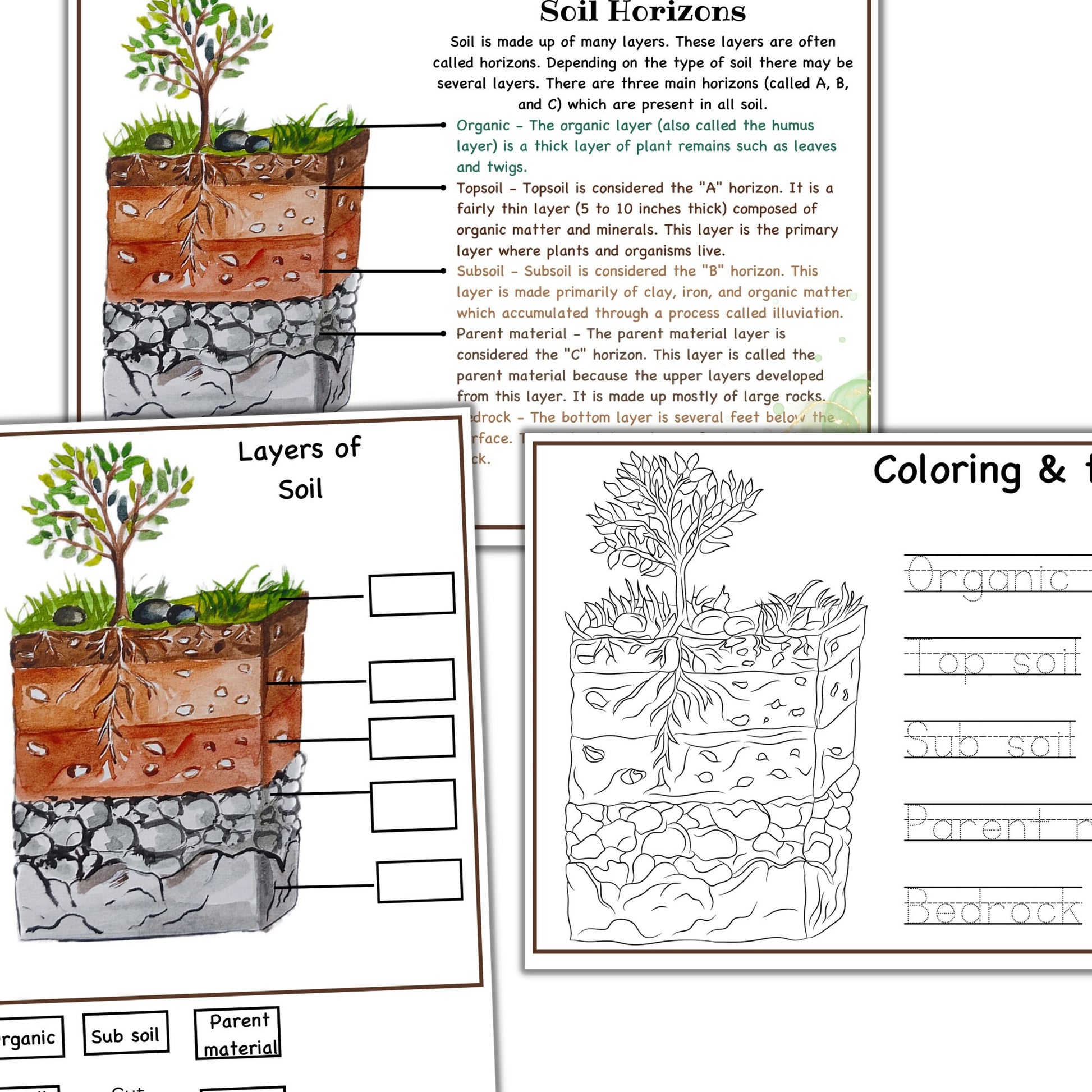 Garden unit study, Roots  anatomy, seed anatomy, soil layers, roots montessori 3 part cards, types of soil,germination activity, spring unit