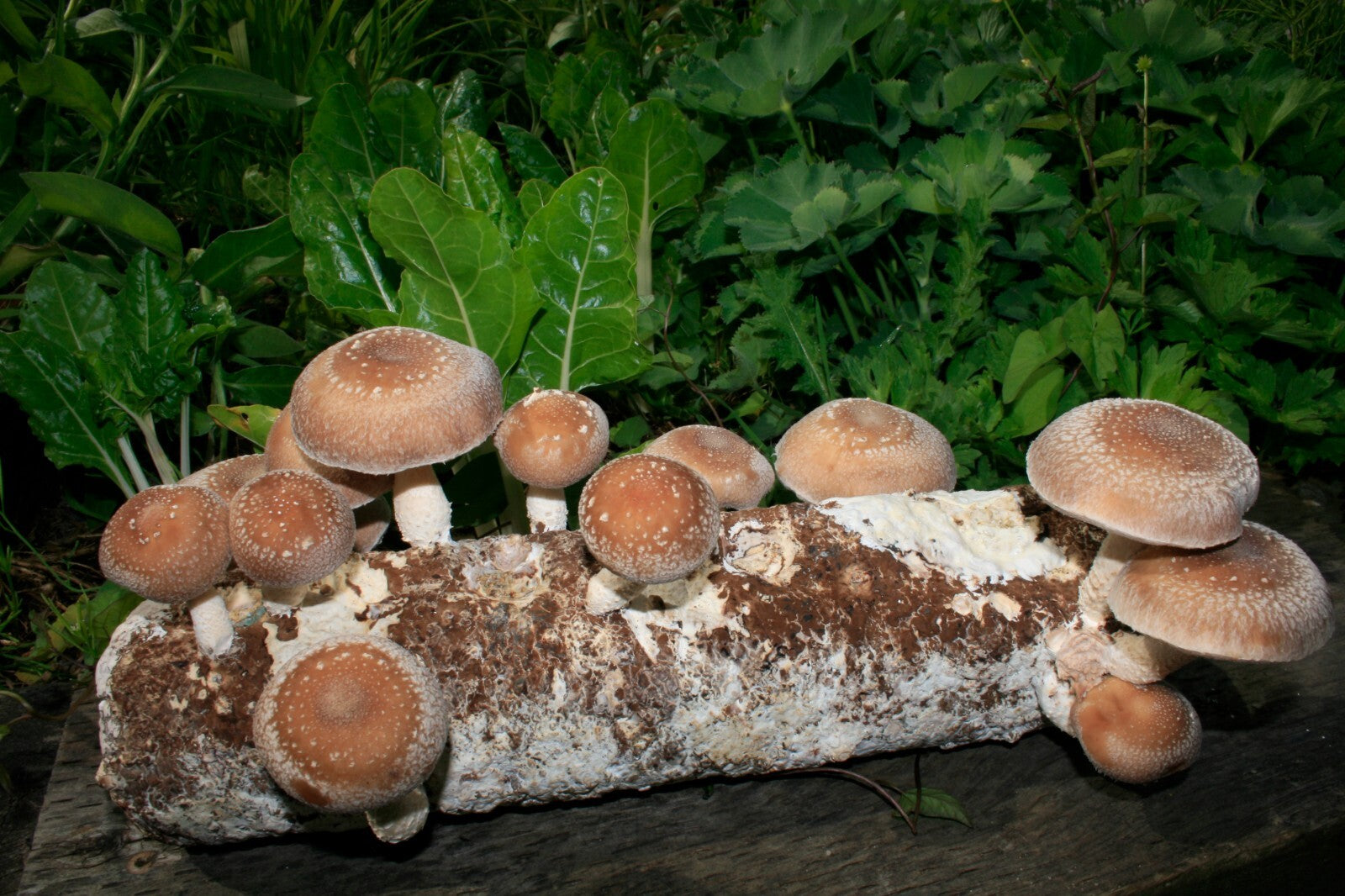 Root Mushroom Farm/Shiitake  Mushroom Grow Kit/ Harvest in 10 Days