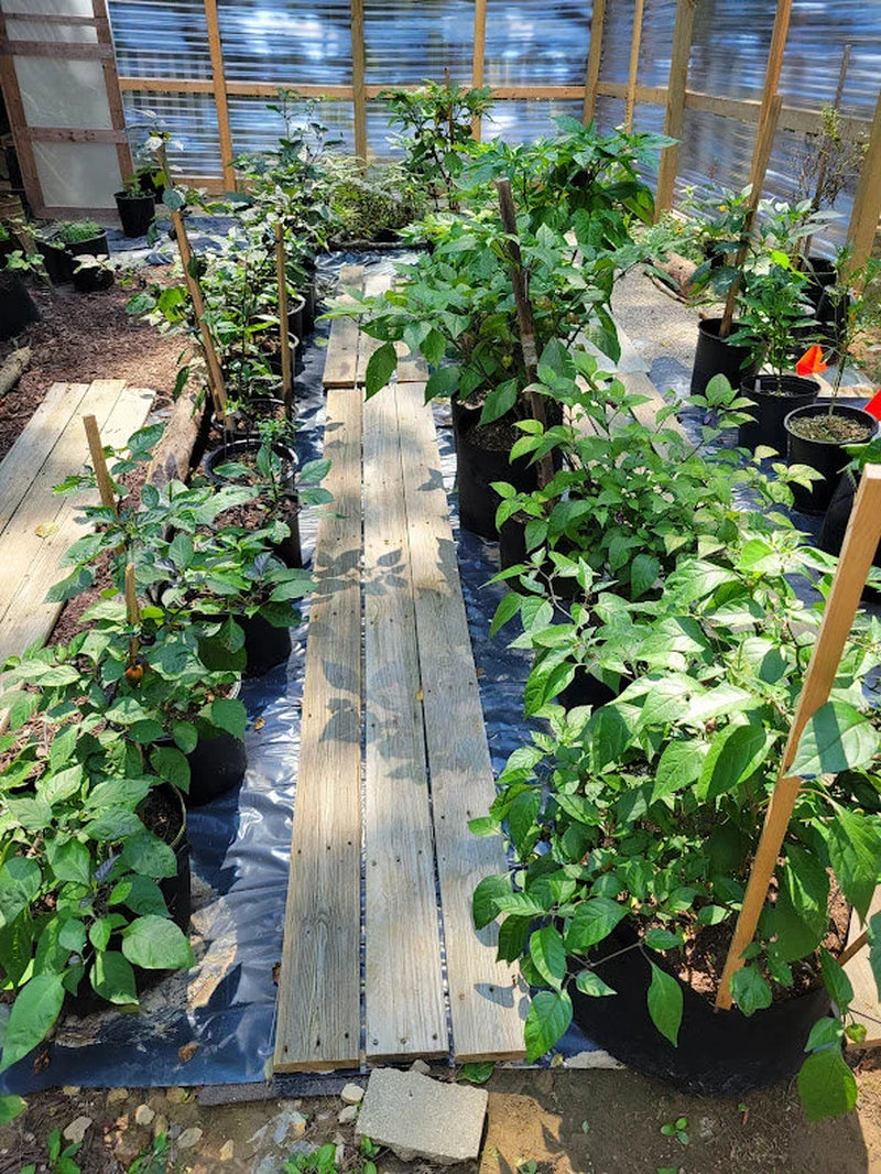 RARE Thai HALLOWEEN Chili Pepper Seeds Zombie Fingers Reaching Upwards 100,000+ Scoville Unique Creek Homestead Rare Exotic Chili Peppers