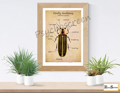 FIREFLY Anatomy Poster - Printable Vintage & White, Montessori materials for insects