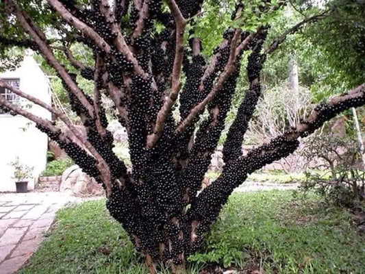 Brazilian Grape Tree~~Jaboticaba Plinia Cauliflora Sabara Fruit~~Small Rooted STARTER Plant