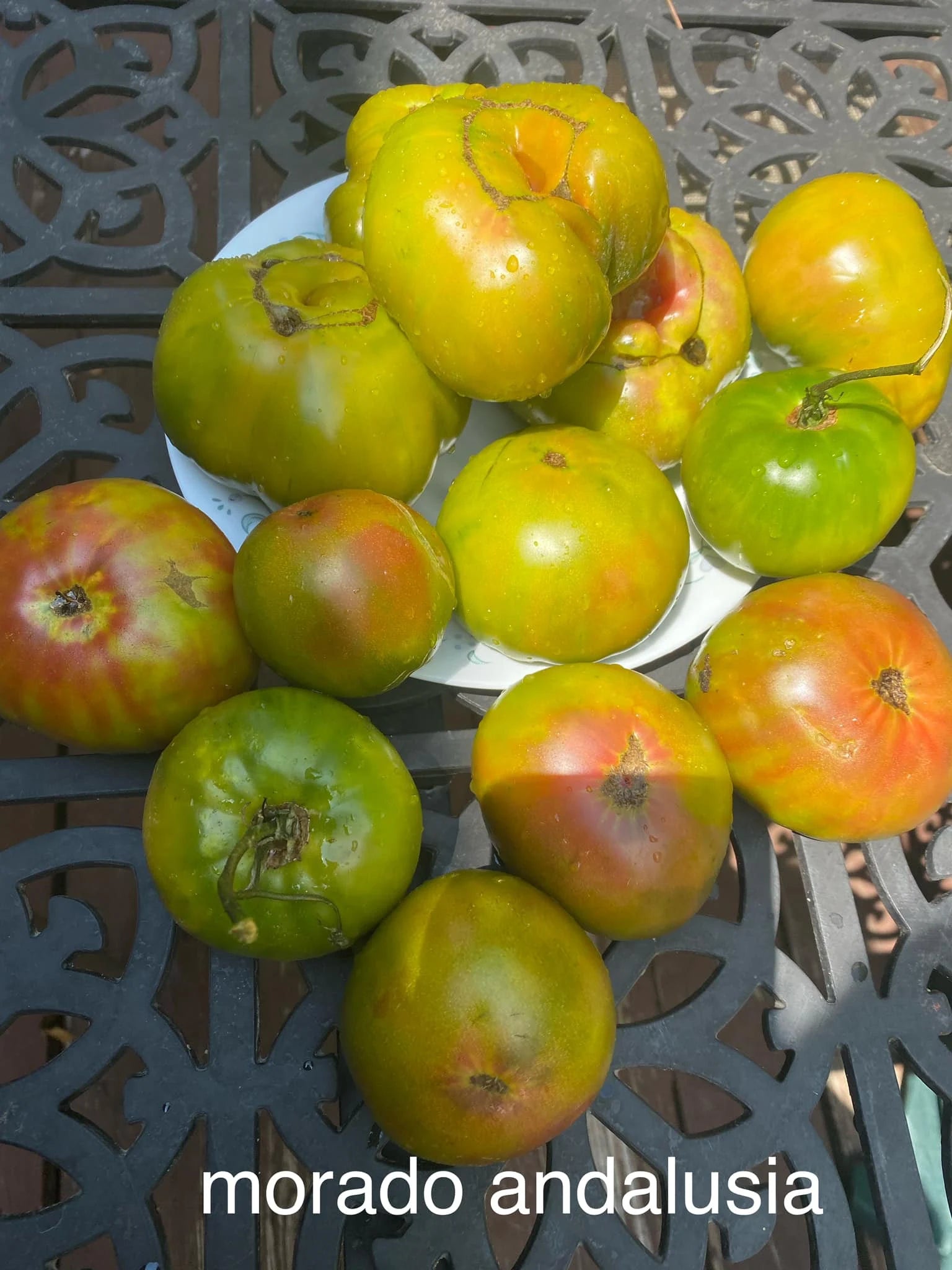 Morado Andalusia Tomato Seeds