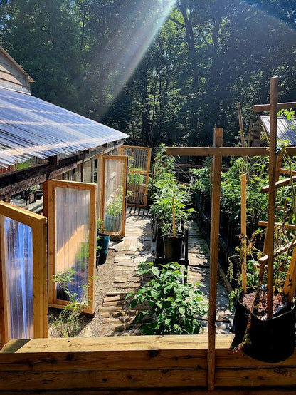 RARE Thai HALLOWEEN Chili Pepper Seeds Zombie Fingers Reaching Upwards 100,000+ Scoville Unique Creek Homestead Rare Exotic Chili Peppers