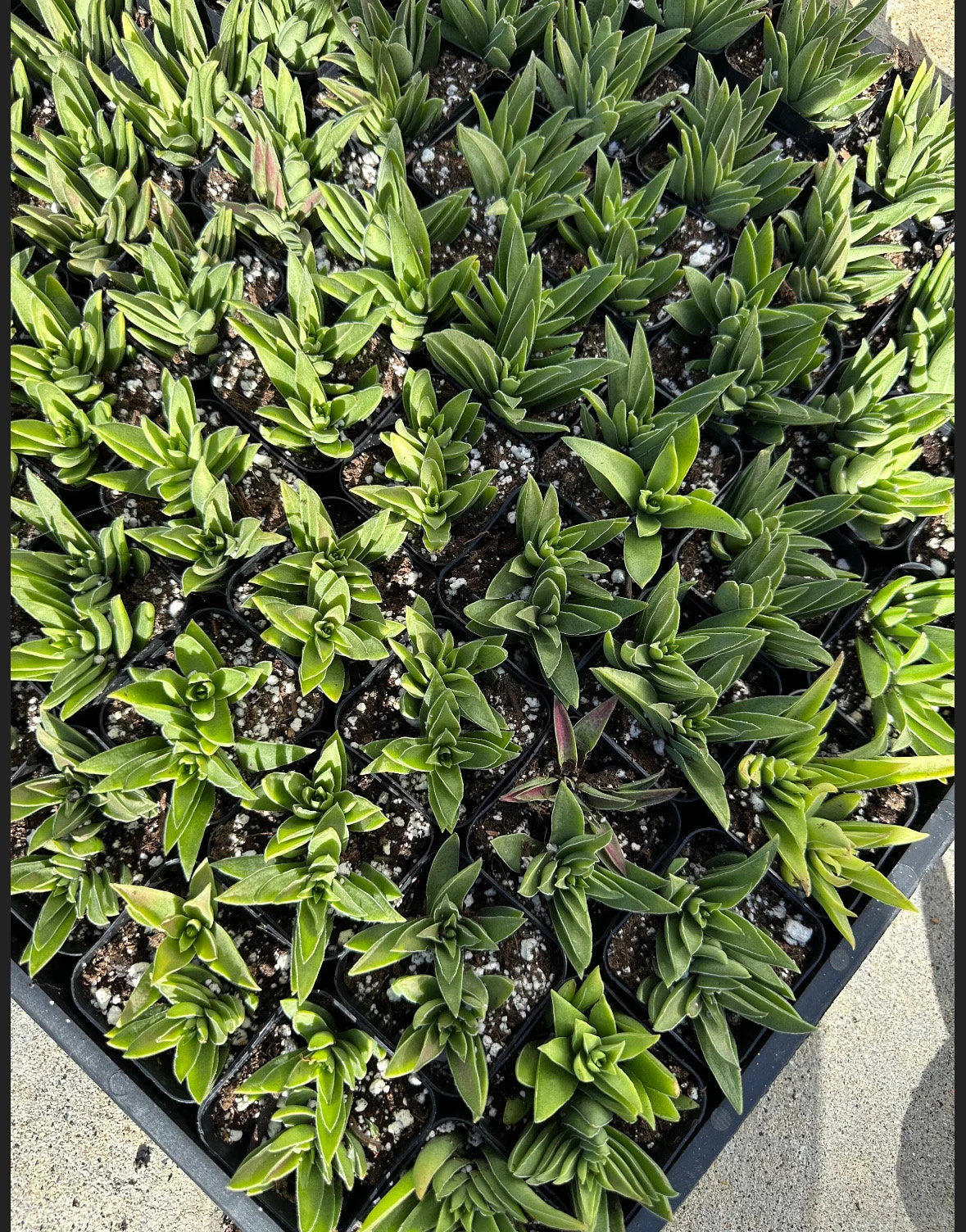 2” Crassula Capitella Subsp. thrysiflora (Red Pagoda) Succulent Plant - SEE 2nd and 3rd pic