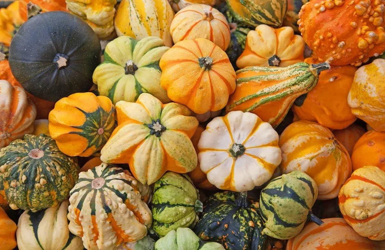 Rainbow Blend of Colorful Pumpkin Seeds: 10+ Uncommon Varieties (50+ Seeds)