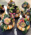 Succulent Pumpkin Tiger Striped Fall / Autumn Decor / Real Pumpkin & Succulents