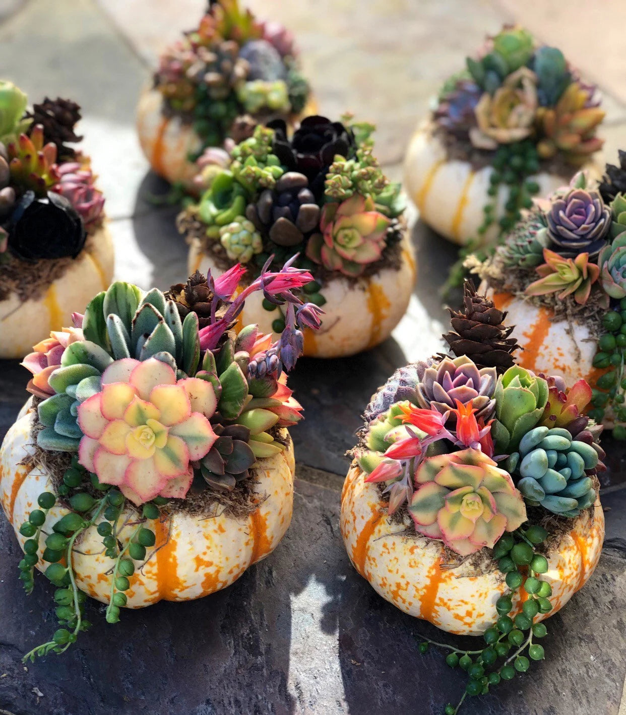 Succulent Pumpkin Tiger Striped Fall / Autumn Decor / Real Pumpkin & Succulents