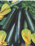 2 Zucchini live plants  in a 4”pot / organically grown from non-GMO