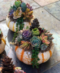 Succulent Pumpkin Tiger Striped Fall / Autumn Decor / Real Pumpkin & Succulents