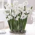 Ziva Paperwhites Gift with Satin Bow 13-15cm -5 Bulbs In a Beautiful Burlap Bag! Indoor Narcissus: Nice, Healthy Bulbs for Holiday Forcing!!