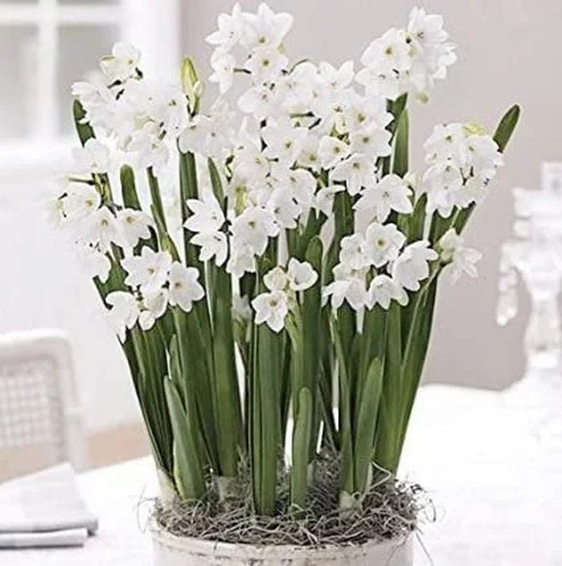 Ziva Paperwhites Gift with Satin Bow 13-15cm -5 Bulbs In a Beautiful Burlap Bag! Indoor Narcissus: Nice, Healthy Bulbs for Holiday Forcing!!