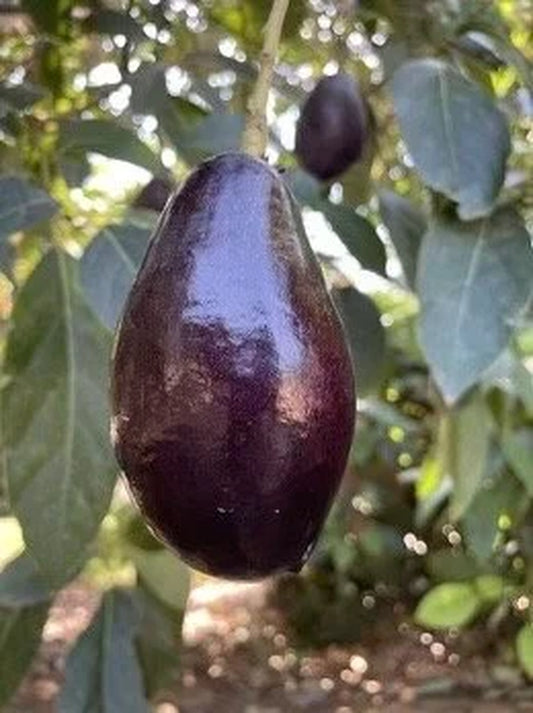 Mexicola Grande Avocado Tree  , “Cold Hardy”  Grafted in 3 Gallon Pot, No Ship to HI
