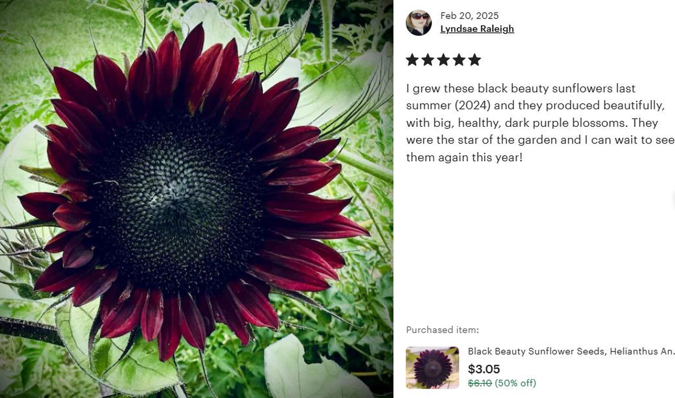 Black Beauty Sunflower Seeds, Helianthus Annuum HA0115