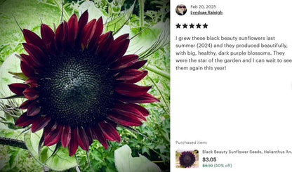 Black Beauty Sunflower Seeds, Helianthus Annuum HA0115