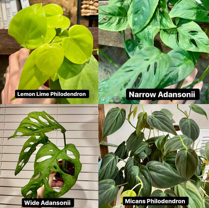 Mystery Node Bundle Pack | Sets of 3, 5, 10 or 12 | No Golden Pothos in any box!!