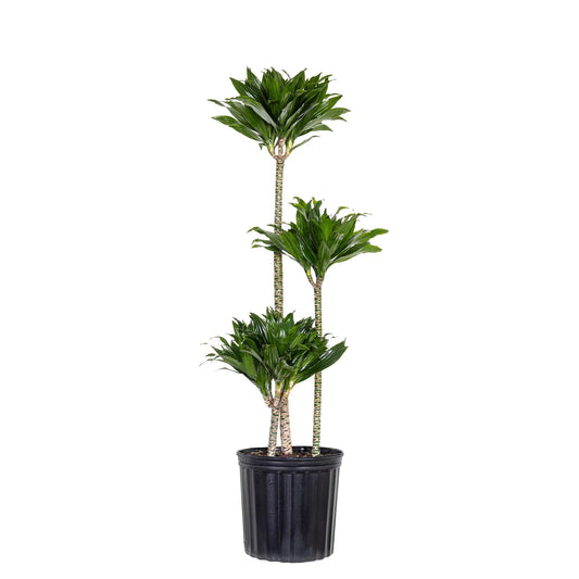 Dracaena Janet Craig Compacta 3-2-1 | Indoor Low Light Plant | Ships in 10-Inch Grower Pot | 42–48 Inches Tall | Easy Care Floor Plant