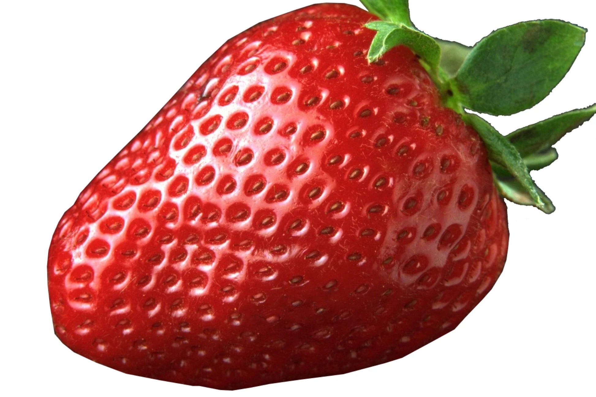 Strawberry Seeds Non-GMO, Open Pollinated, Heirloom for Hydroponics, Aquaponics, Soil, Raised Bed, Indoor, In Pots, & Green House, -1020