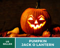Jack O’Lantern Pumpkin Seeds – Heirloom Vegetable, Classic Carving Pumpkin, Non-GMO, Ideal for Halloween Decorations | 20 Seeds