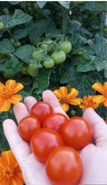 Micro Dwarf Tomato Bundles, 9 Variations, Check Description for Variation Guide.