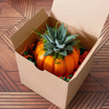 Haworthia Succulent Pumpkin Thanksgiving Hostess Gift Box, Fall Succulent Gift Box, Thanksgiving Giftbox for Plant Lover