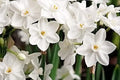 Ziva Paperwhites Gift with Satin Bow 13-15cm -5 Bulbs In a Beautiful Burlap Bag! Indoor Narcissus: Nice, Healthy Bulbs for Holiday Forcing!!