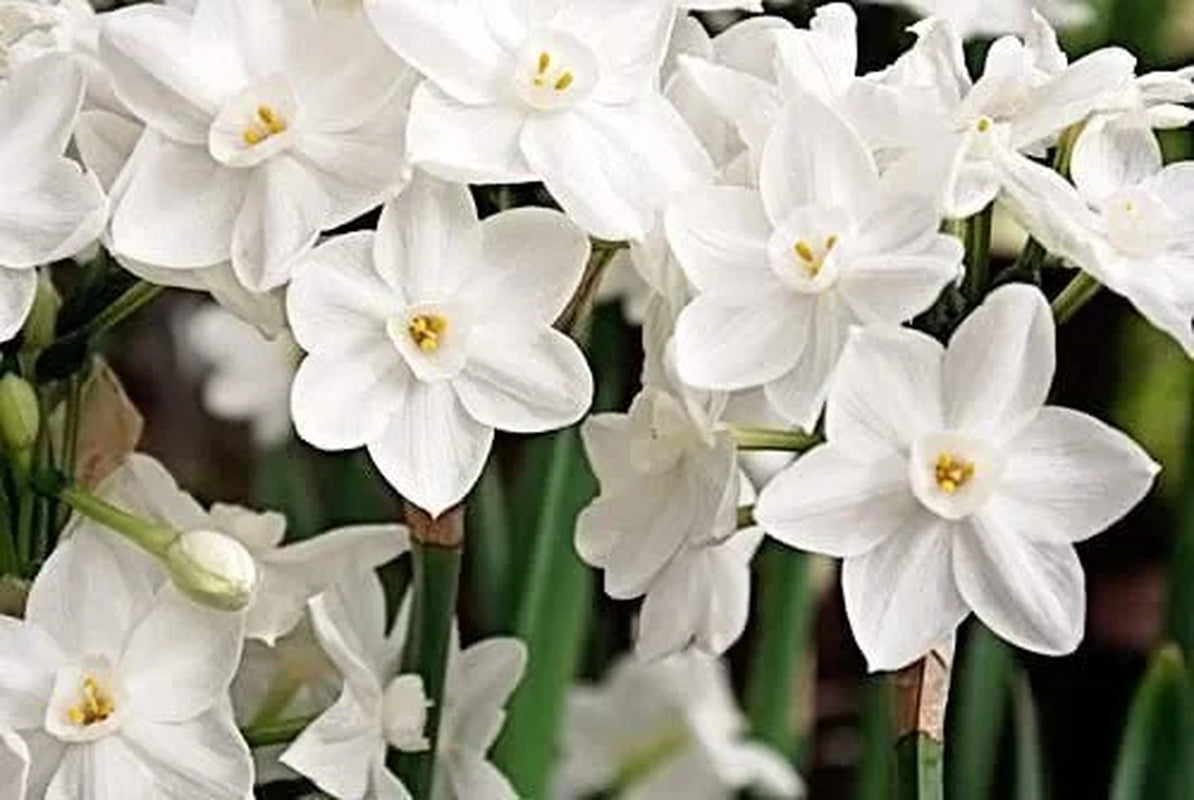 Ziva Paperwhites Gift with Satin Bow 13-15cm -5 Bulbs In a Beautiful Burlap Bag! Indoor Narcissus: Nice, Healthy Bulbs for Holiday Forcing!!
