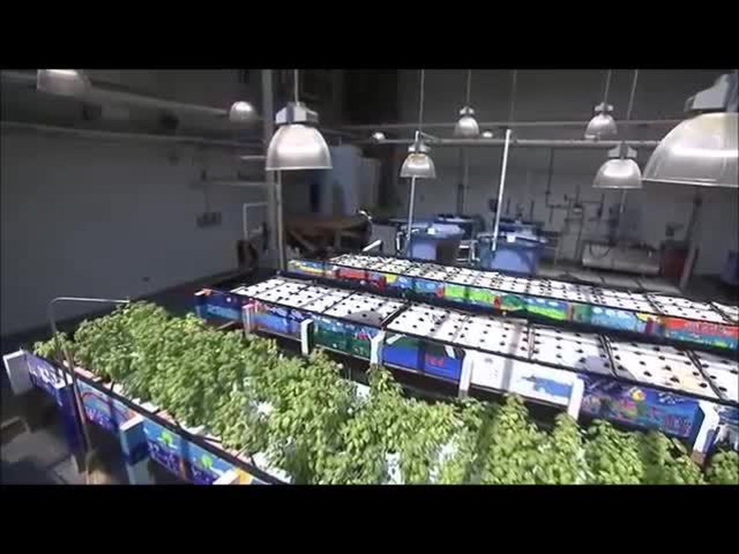 Hydroponics Aquaponics, Aquaculture Soilless Growth Raising Plants Fish DVD V66