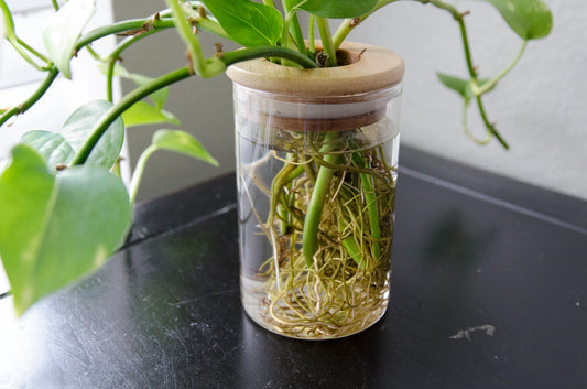 Propagation Station Jar Flower Vase with Bamboo Lid
