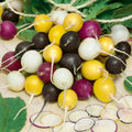 USA Heirloom Radish Seeds - Halloween Blend - Non GMO - Vegetable Gardening Grow Your Own Food