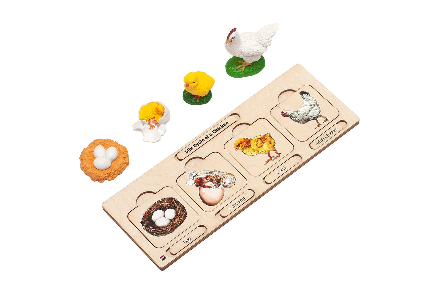Wooden Life Cycle of a Chicken | Life Cycle Set: Chicken | Chicken Model | Life of a Chicken