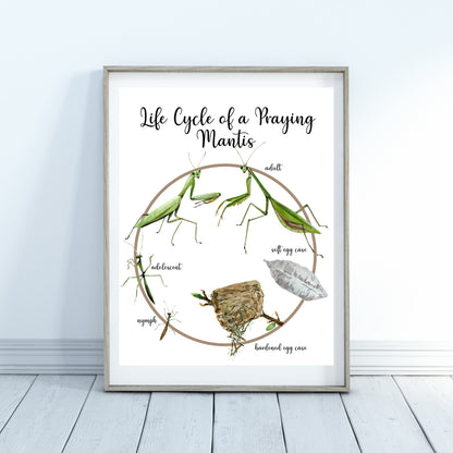 Life Cycle Insect / Bugs Educational posters set of 9, Homeschool learning, Montessori Classroom Décor, Wall Art - with states labeled