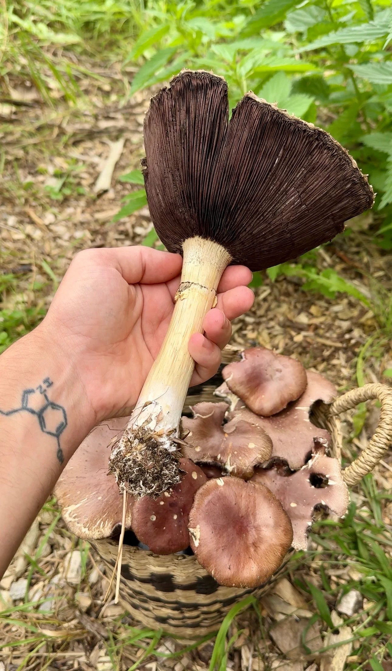 Wine Cap Mushroom Liquid Culture