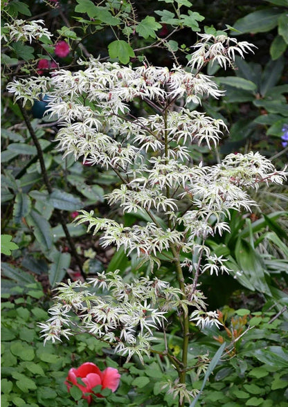 15 Ukigumo Japanese Maple Tree SEEDS Variegated Japanese Maple  Acer Palmatum Bonsai Tree Floating Cloud Japanese Maple