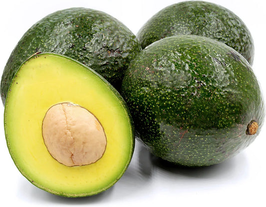 Reed Avocado Tree- 1  Feet Tall - Grafted Tree - Ship in  6" Pot