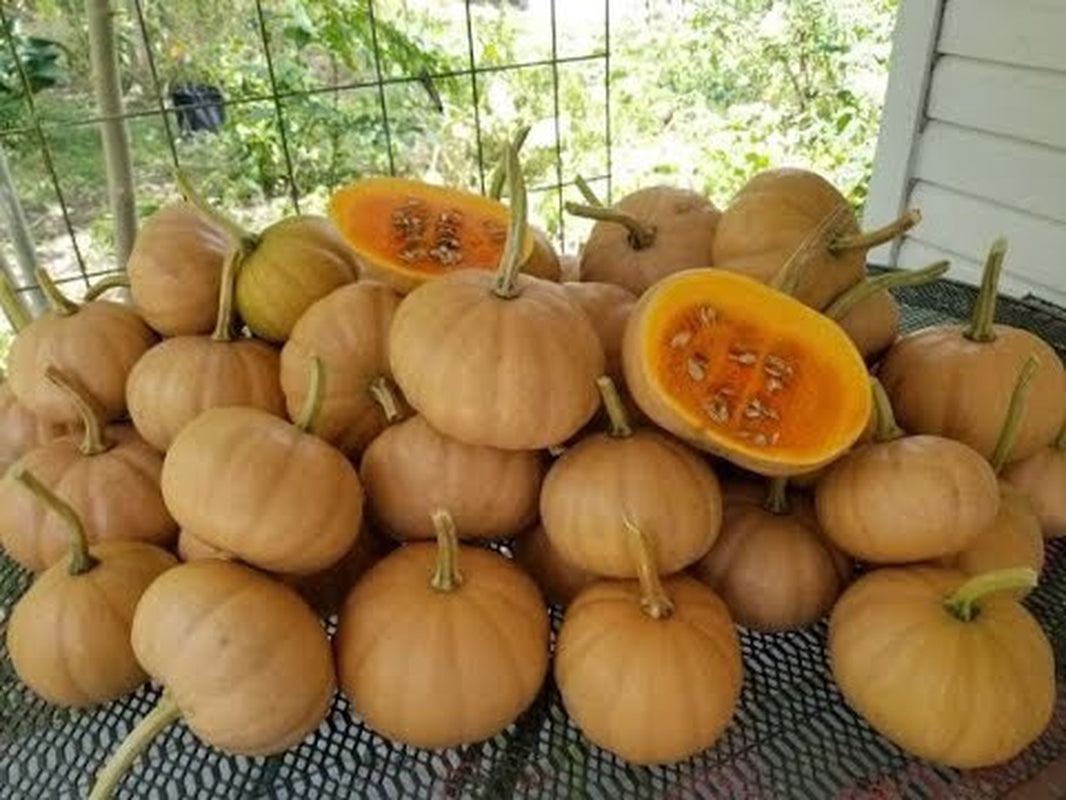 Seminole Pumpkin Seeds Florida Grown 2024