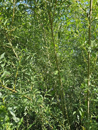 Basket Willow Tree Cuttings - Fast Rooting Decor for Propagation Stations, Living Screens, and Basket Crafting - Grow your own home decor!