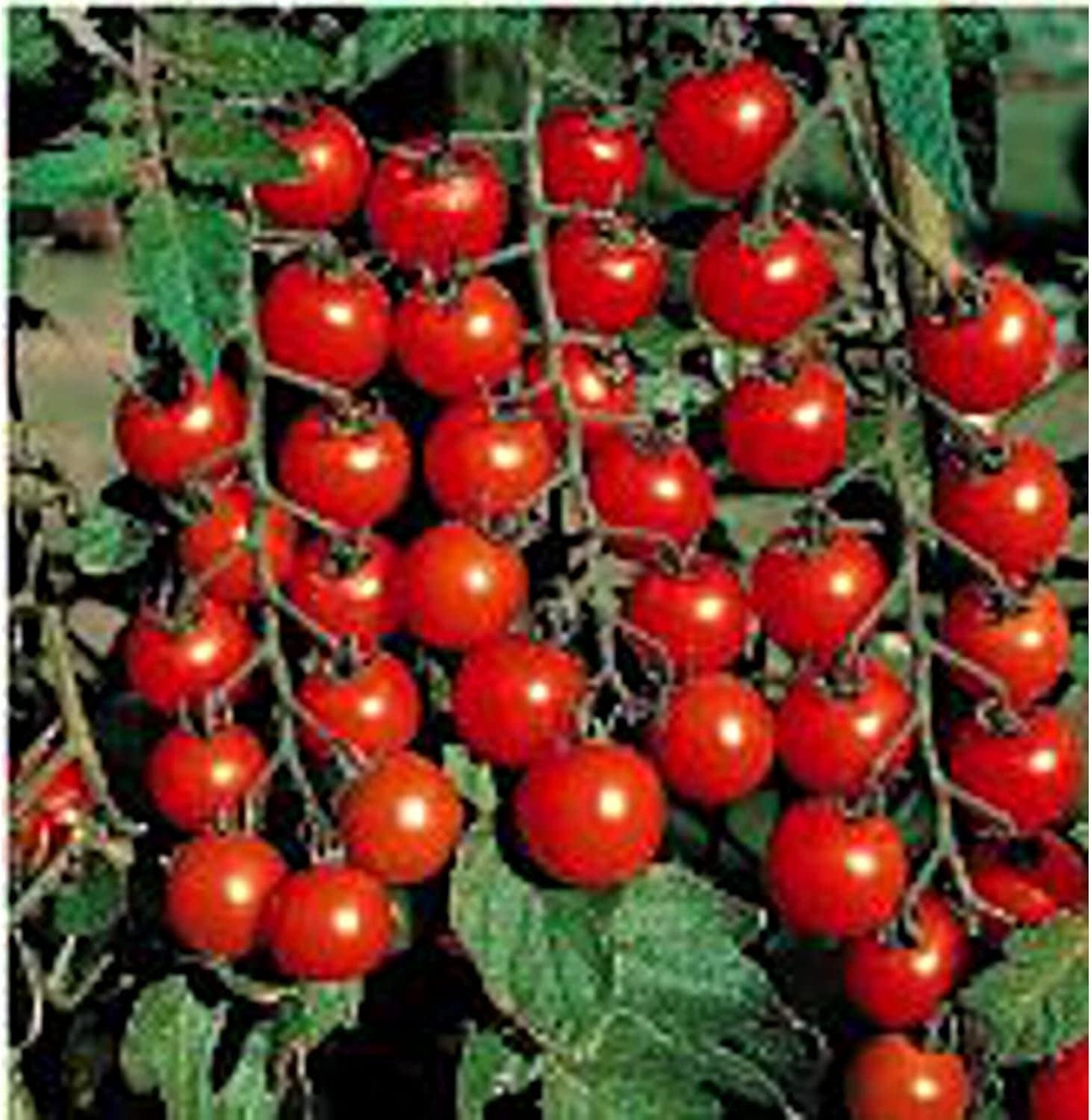 100 Flavor Bomb Cherry Tomato Seeds. Ships free