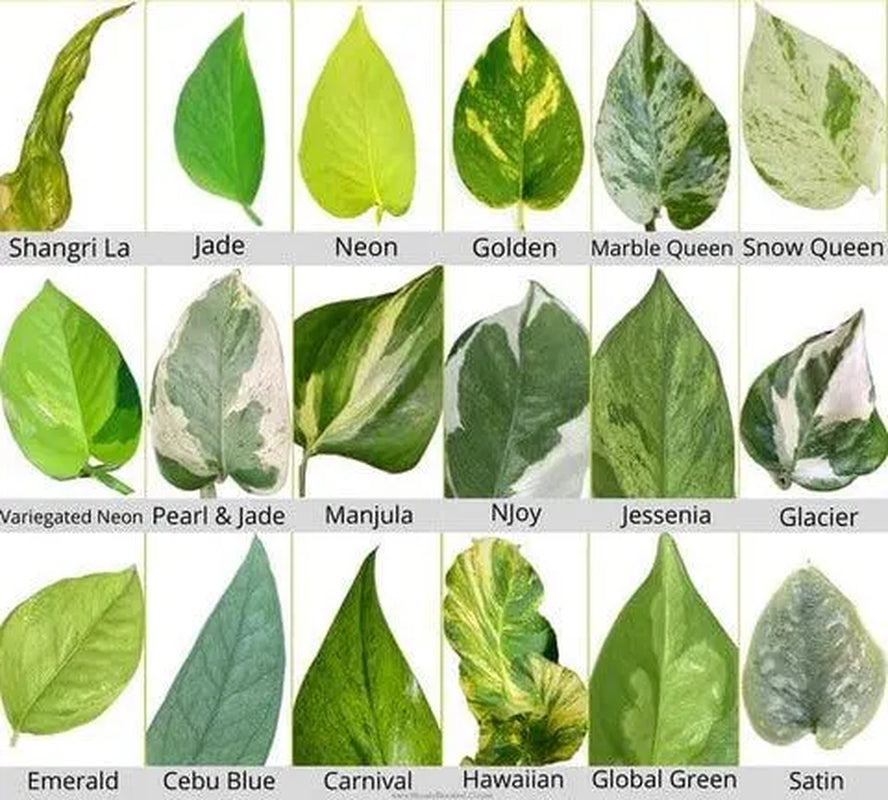 Pothos Cuttings: Popular/Common & Rare/Uncommon Pothos Epipremnum aureum Leaf Node Clipping Cut To Grow/Propagate New Plant ORDER MORE Save
