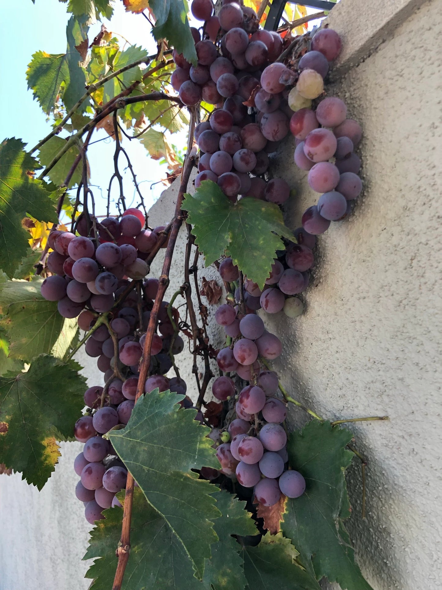 2 Organic Purple Kyoho Grape Vine cuttings for propagation