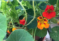 2 Nasturtiums live plants in a 4” pot/ edible flower nasturtiums/ kaleidoscope mix/ NON-GMO