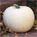 Black And White Pumpkin, Open Pollinated Seed Mix: Mountain River Seed Exclusive - Unique Pumpkins for Halloween Decor and Fall Displays!