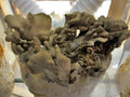 Maitake / Hen of the Woods Mushroom Grow Kit  - 5 LB - Ready to Fruit