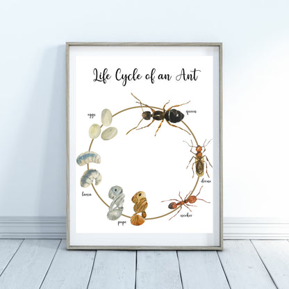 Life Cycle Insect / Bugs Educational posters set of 9, Homeschool learning, Montessori Classroom Décor, Wall Art - with states labeled