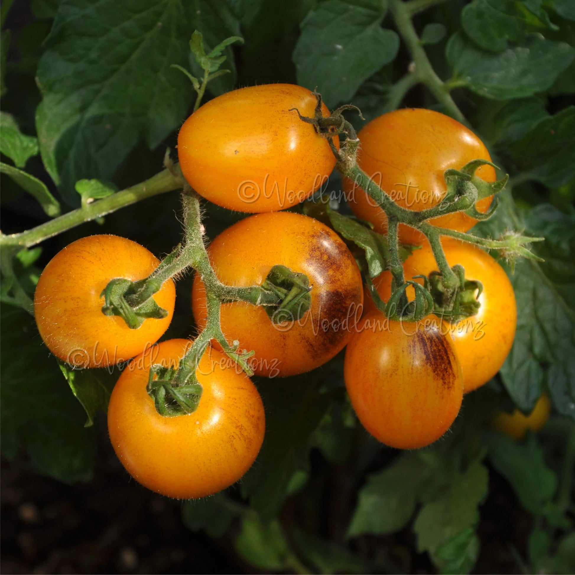 Golden Hour Tomato - Micro Dwarf Tomato Seeds - Sweet Yellow Tomatoes