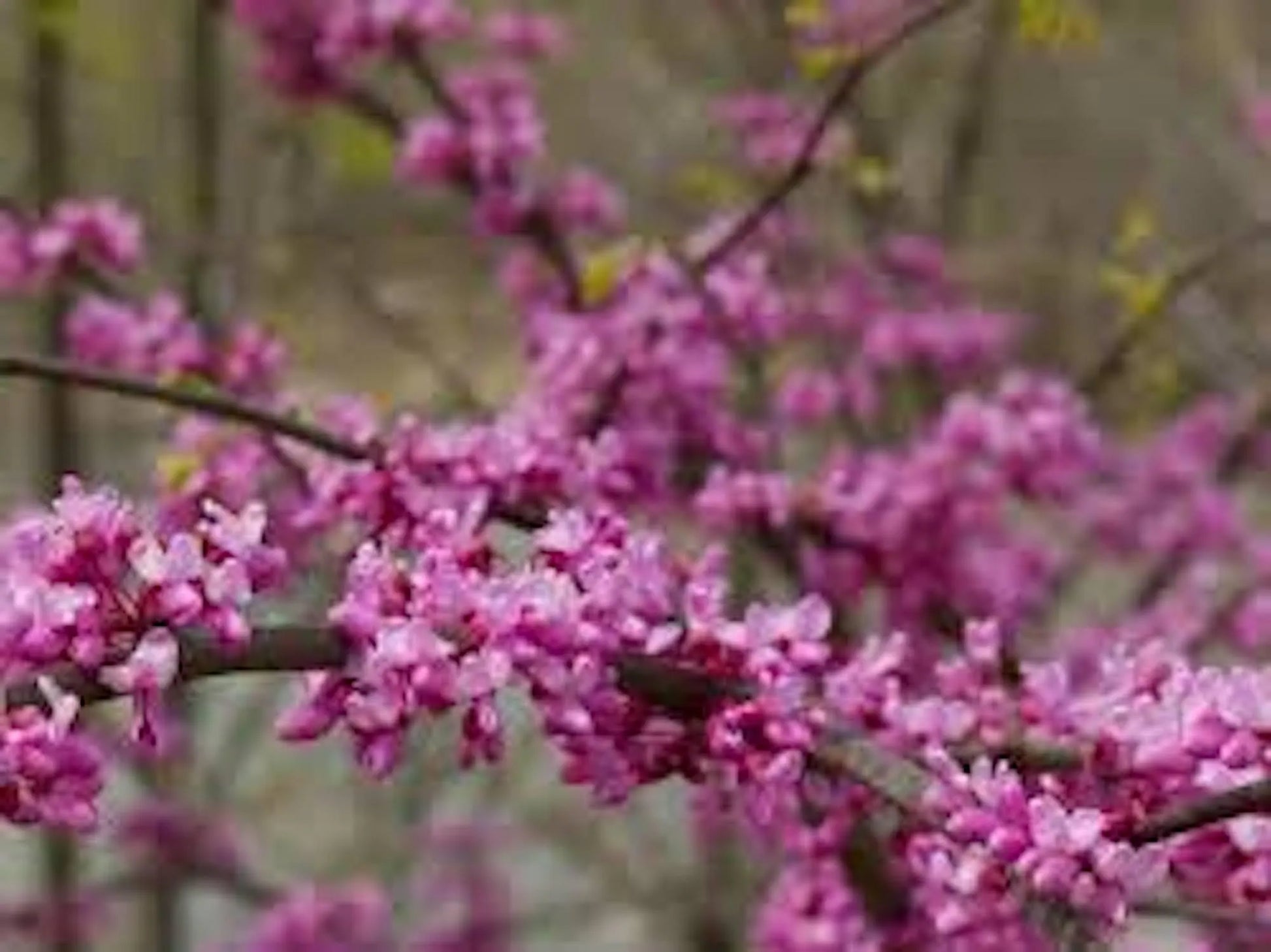 1 Eastern Redbud Tree 12-24in Tall Cercis canadensis Bare Root