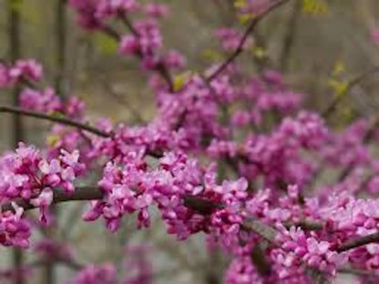 1 Eastern Redbud Tree 12-24in Tall Cercis canadensis Bare Root