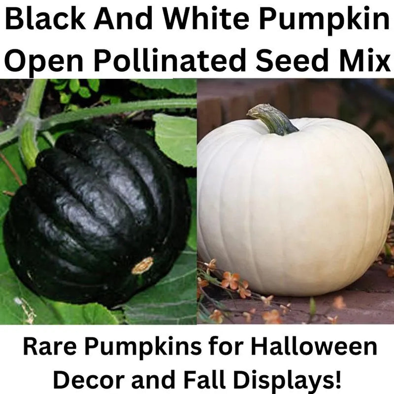 Black And White Pumpkin, Open Pollinated Seed Mix: Mountain River Seed Exclusive - Unique Pumpkins for Halloween Decor and Fall Displays!